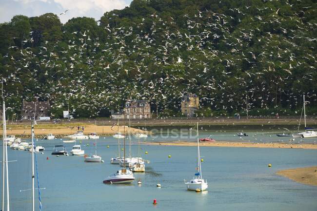 Франція, Нормандія, сотні птахів летять над човнами біля гирла річки Дівс. — стокове фото