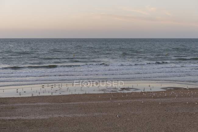 Франція, Нормандія, птахи на пляжі після заходу сонця. — стокове фото