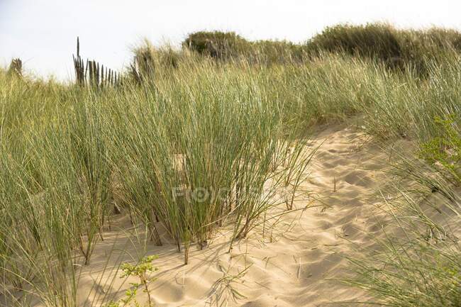 Francia, Normandía, duna de arena con vegetación - foto de stock