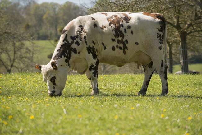 Francia, Normandía, vaca en un prado - foto de stock