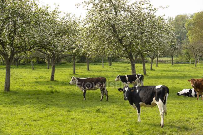 Francia, Normandia, mandrie di vitelli in un prato — Foto stock