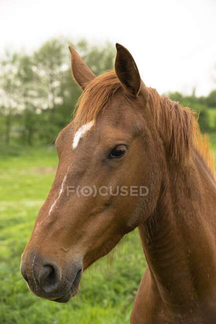 Francia, Normandía, caballo en un prado - foto de stock