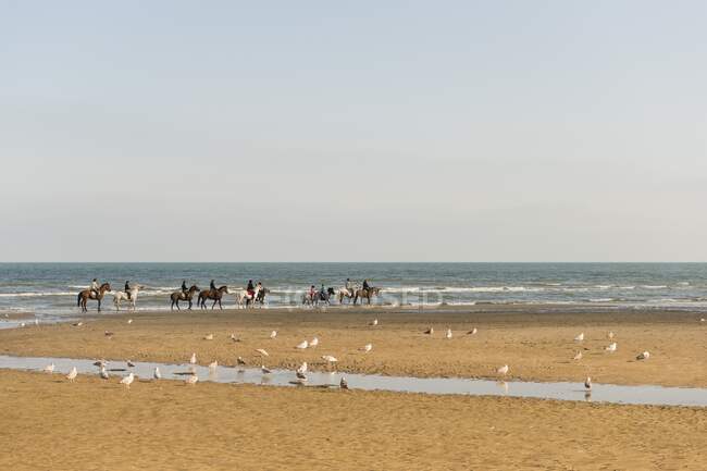 Frankreich, Normandie, Gruppe von Pferden und Ponys bei einem Spaziergang am Strand — Stockfoto