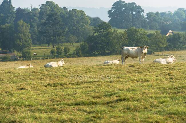 Франция, Нормандия, стадо коров на лугу — стоковое фото