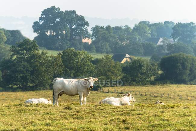 França, Normandia, manada de vacas num prado — Fotografia de Stock