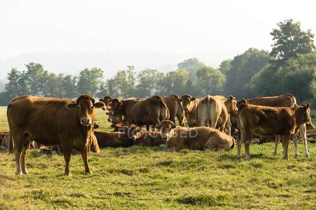 Франція, Нормандія, стадо корів на лузі. — стокове фото
