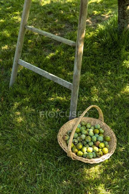 Francia, Normandía, cesta llena de ciruelas cerca de un árbol y una balanza de madera - foto de stock