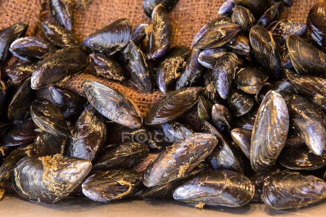 France, Normandy, mussels on a fish market — Stock Photo