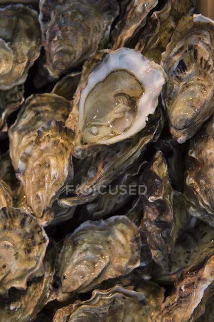 França, Normandia, ostras num mercado de peixe — Fotografia de Stock