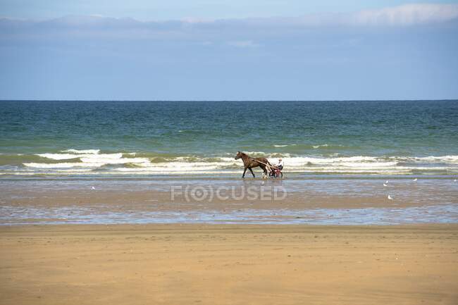 Francia, Normandía, entrenamiento de caballos en la playa - foto de stock