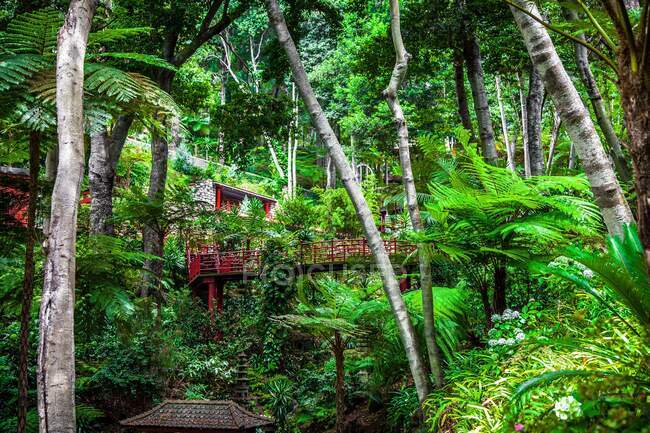 Острів Мадейра, Тропічні сади Монте-Пелес. — стокове фото