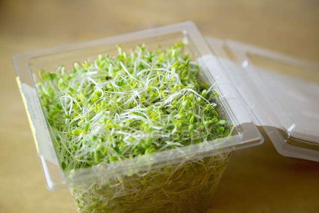 Caixa com sementes germinadas de alfafa — Fotografia de Stock