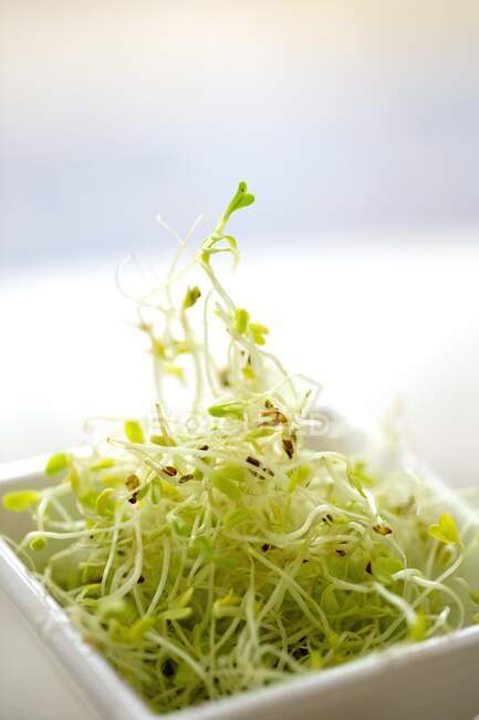 Close up de sementes Alfafa — Fotografia de Stock