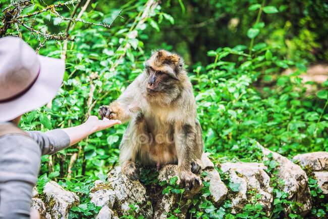 Mujer joven alimenta a un macaco de Berbería, bosque de monos, Rocamadour, Lot, Francia - foto de stock