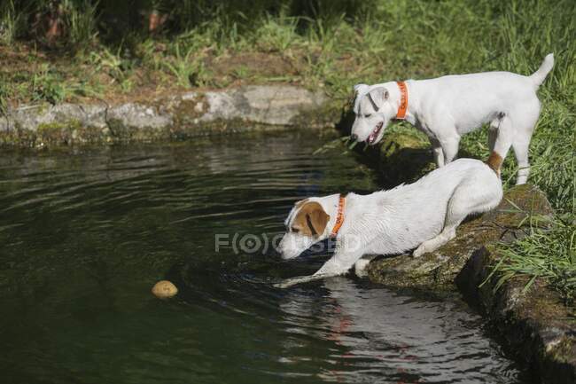 Dois cães brincando com uma bola na água — Fotografia de Stock