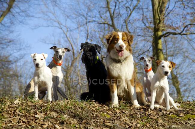 Cães posando para uma foto — Fotografia de Stock