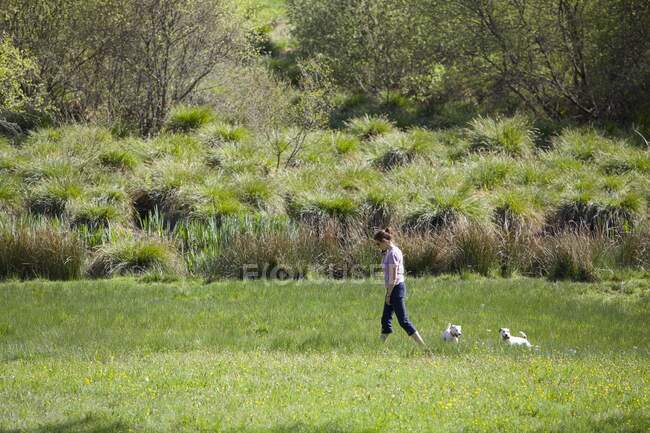 Jeune femme marchant avec ses chiens dans un champ — Photo de stock