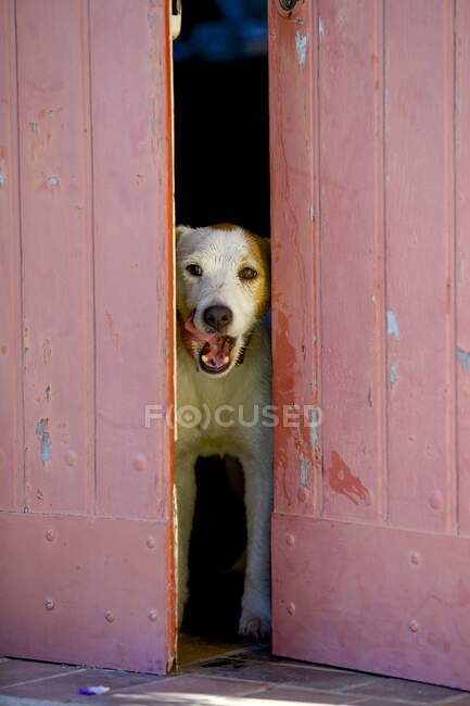 Dog behing the door entrance — Stock Photo