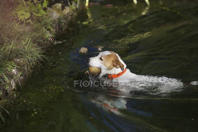 Dog playing with a ball in the water — Stock Photo