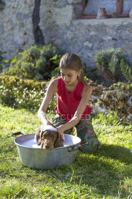 Young girl washing her dog — Stock Photo
