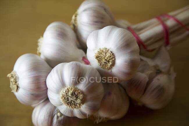 Primo piano di una testa di mazzo di aglio — Foto stock