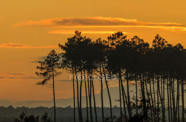 Francia, Landas, puesta de sol detrás de pinos marítimos - foto de stock