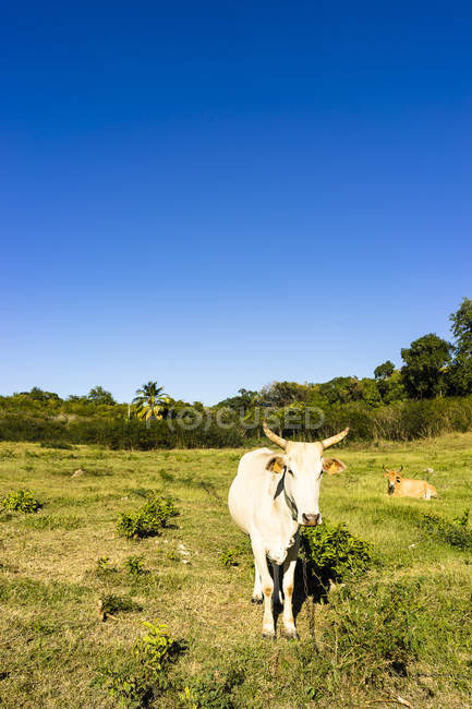 Vue panoramique sur les vaches au pré, Saint-Louis, Marie-Galante, Guadeloupe, France — Photo de stock