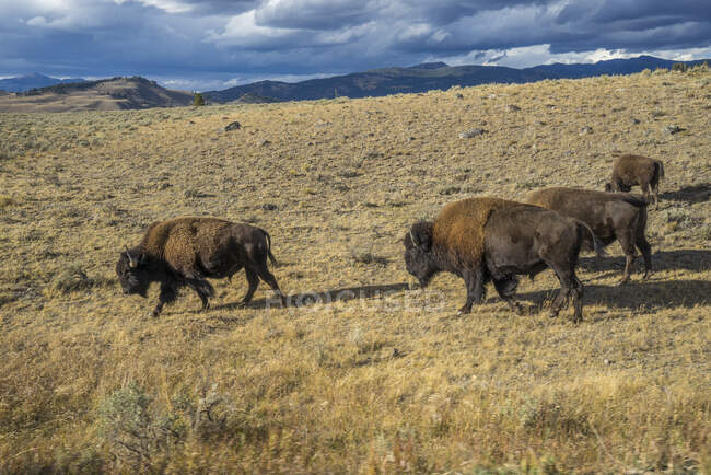 EUA, Wyoming, Parque Nacional de Yellowstone, bisões no norte do parque Lista do Patrimônio Mundial da UNESCO — Fotografia de Stock