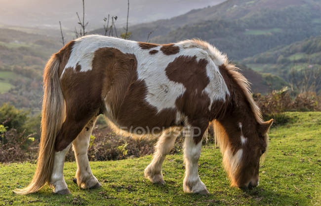 Scenic view of horse eating grass — Stock Photo