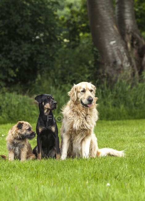 Tres perros sentados en un jardín - foto de stock