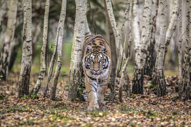 Tigre siberiano caminando en el bosque - foto de stock