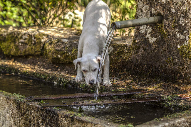Jack Russell drinking at the source — Stock Photo