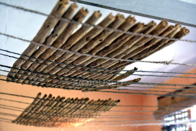 Sri Lanka. Mirissa, plantation de cannelle. Séchage bâtonnets de cannelle. — Photo de stock