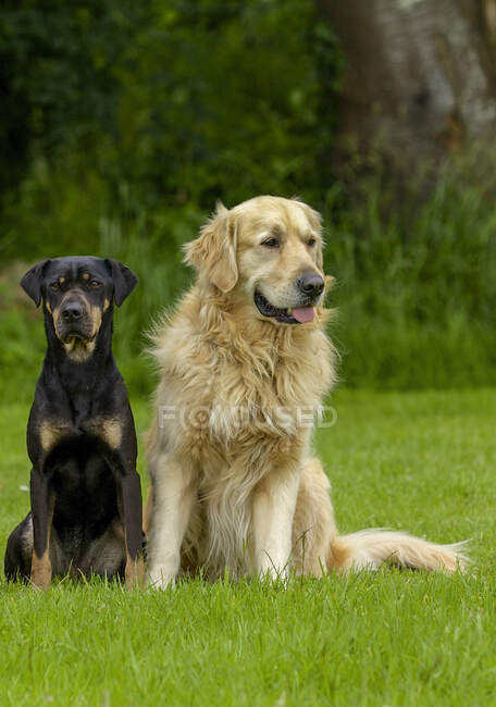 Bastardo e cane di razza — Foto stock
