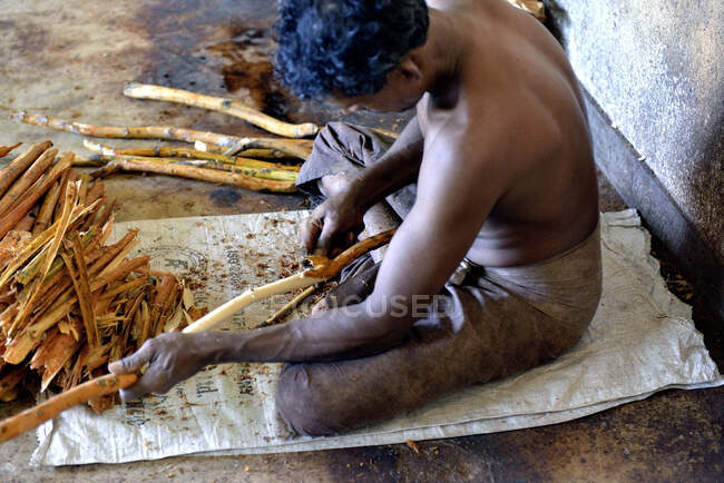Sri Lanka. Mirissa, piantare cannella. La cannella è la corteccia interna dell'albero della cannella. Preparazione artigianale del bastoncino di cannella. — Foto stock