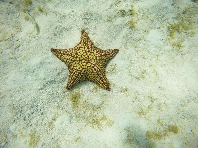 Star fish, Reserve, Tobago Cays, Mayreau, Saint-Vincent e Grenadine, Indie Occidentali — Foto stock