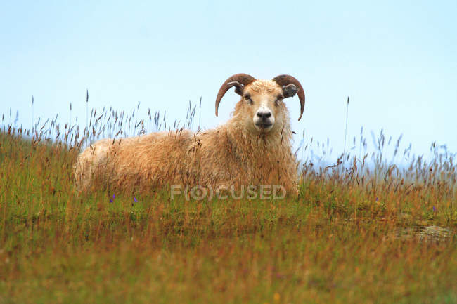 Schafe gegen den Himmel, Normandie — Stockfoto