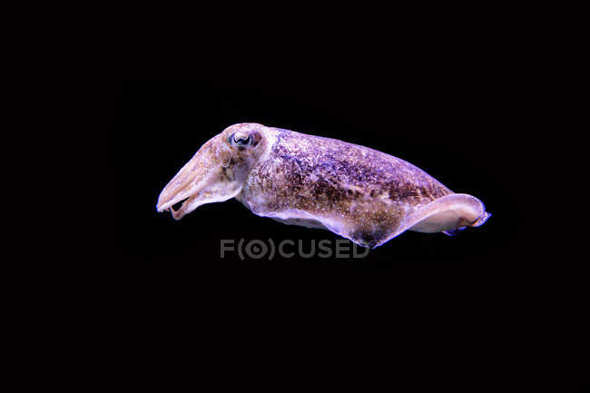 Аквариум Cuttlefish в Лиссабоне, Португалия — стоковое фото