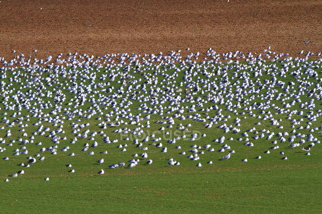 Scenic view of seagulls on field — Stock Photo
