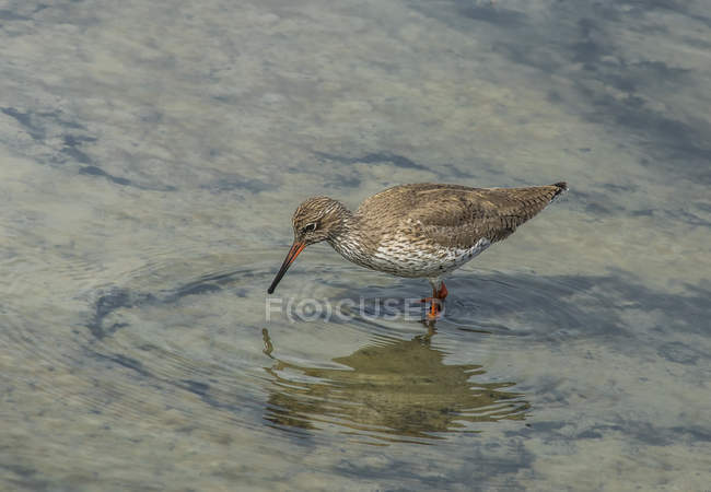 South West France, Arcachon Bay, Teich ornithological park, Common redshank in lagoon — Stock Photo