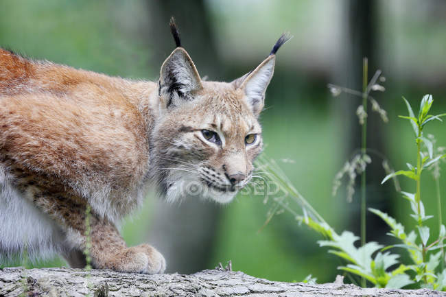 Закри Сибірський lynx стоячи в природі — стокове фото