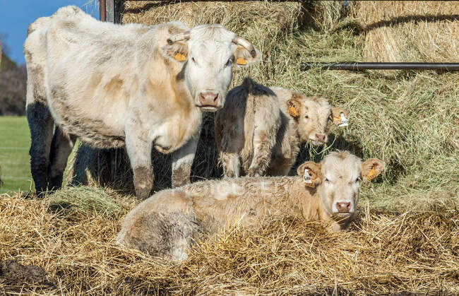 Francia, Gironda, Medoc, vacas y terneros en los pantanos recuperados - foto de stock