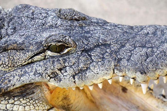 Réptil. Close-up em um crocodilo do Nilo (Crocodylus niloticus corviei). — Fotografia de Stock