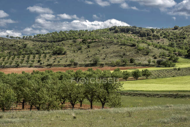 España, comunidad autónoma de Aragón, paisaje rural con almendros, viñedos y cerezas - foto de stock