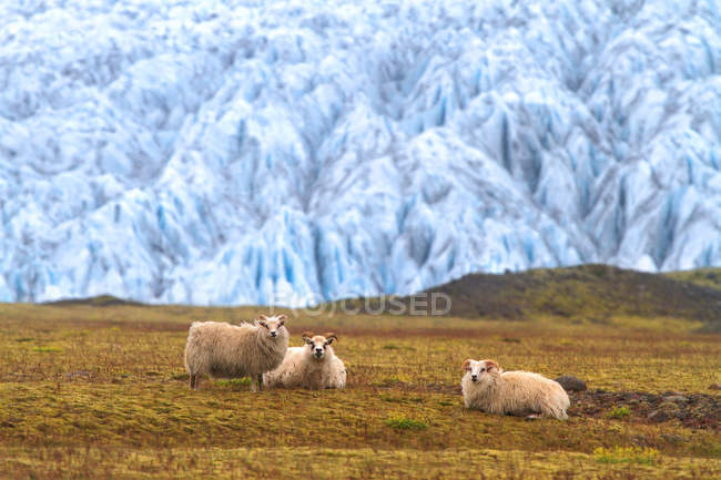 Scenic view of sheep at Fjallsrln lagoon, Iceland — Stock Photo