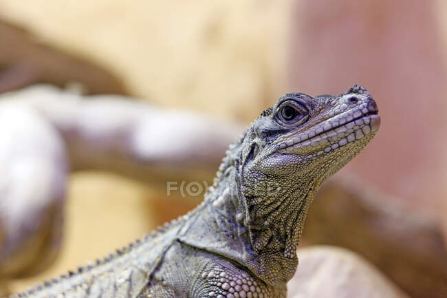 Un reptile. Gros plan sur une hydrosaure de Weber (Hydrosaurus weberi). — Photo de stock