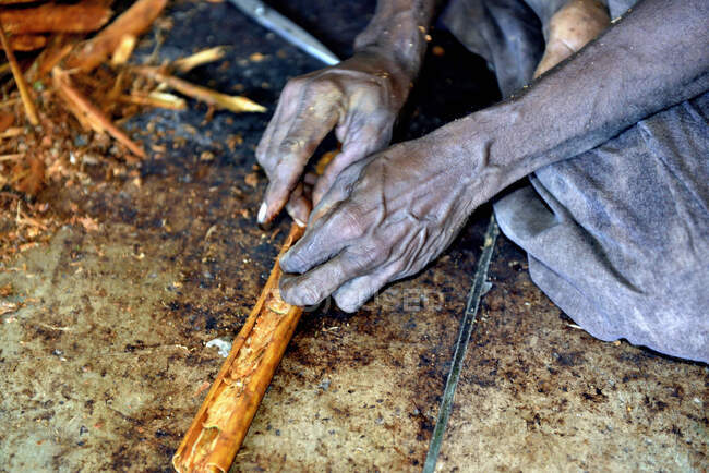 Шри-Ланка. Мирисса, сажаю корицу. Корица это внутренняя кора коричного дерева. Ремесленная обработка палочки корицы. — стоковое фото