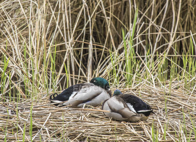 Ducks in grass, selective focus — Stock Photo