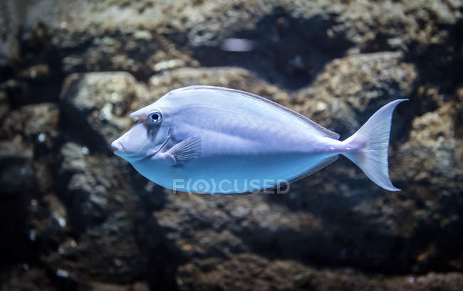 Мальовничий вид на екзотичну рибу, вибірковий фокус — стокове фото