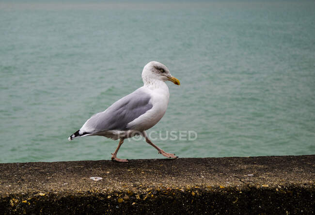 Срібна Герланд, що йде біля моря — стокове фото